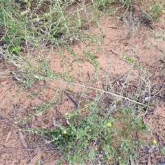 Salsola australis at Petermann, NT - 15 Apr 2025 07:45 AM