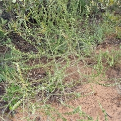 Salsola australis at Petermann, NT - 15 Apr 2025 07:45 AM