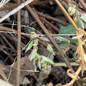 Einadia nutans subsp. nutans at Holt, ACT - 15 Apr 2025 12:10 PM
