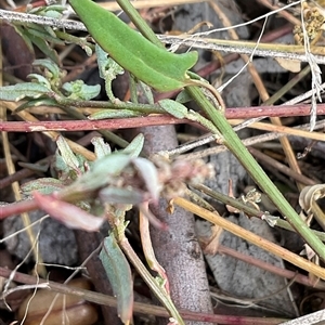 Einadia nutans subsp. nutans at Holt, ACT - 15 Apr 2025 12:10 PM
