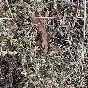 Einadia nutans subsp. nutans at Holt, ACT - 15 Apr 2025 12:10 PM
