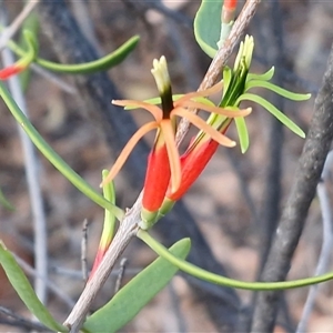 Lysiana exocarpi (Harlequin Mistletoe) at Petermann, NT - 15 Apr 2025 by trevorpreston