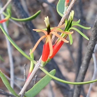 Lysiana exocarpi (Harlequin Mistletoe) at Petermann, NT - 15 Apr 2025 by trevorpreston