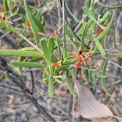 Lysiana exocarpi at Petermann, NT - 15 Apr 2025 07:43 AM