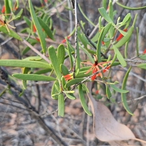 Lysiana exocarpi at Petermann, NT - 15 Apr 2025 07:43 AM