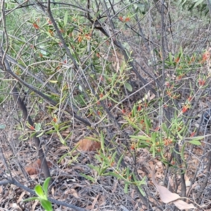Lysiana exocarpi at Petermann, NT - 15 Apr 2025 07:43 AM
