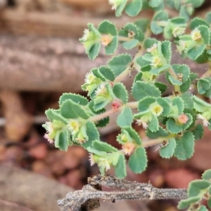 Euphorbia centralis at Petermann, NT - 15 Apr 2025 07:42 AM