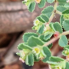 Euphorbia centralis at Petermann, NT - 15 Apr 2025 07:42 AM