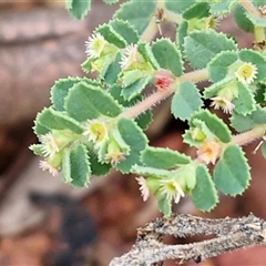 Euphorbia centralis at Petermann, NT - 15 Apr 2025 07:42 AM