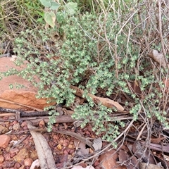 Euphorbia centralis at Petermann, NT - 15 Apr 2025 07:42 AM