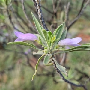 Eremophila freelingii at Petermann, NT - 15 Apr 2025 07:41 AM