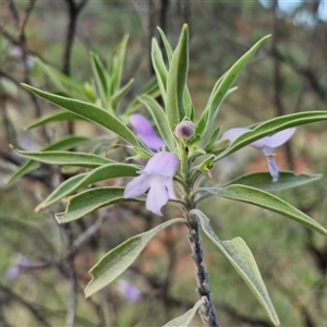 Eremophila freelingii at Petermann, NT - 15 Apr 2025 07:41 AM