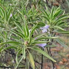Eremophila freelingii at Petermann, NT - 15 Apr 2025 07:41 AM