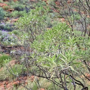 Eremophila freelingii at Petermann, NT - 15 Apr 2025 07:41 AM