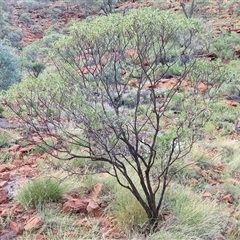 Eremophila freelingii at Petermann, NT - 15 Apr 2025 07:41 AM