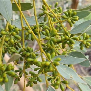 Eucalyptus trivalva at Petermann, NT - 15 Apr 2025 07:41 AM