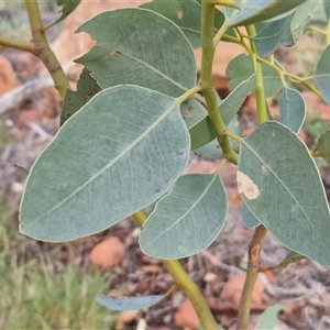 Eucalyptus trivalva at Petermann, NT - 15 Apr 2025 07:41 AM