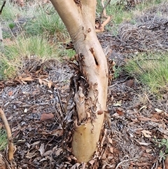 Eucalyptus trivalva at Petermann, NT - 15 Apr 2025 07:41 AM