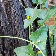 Cucumis argenteus at Petermann, NT - 15 Apr 2025 by trevorpreston