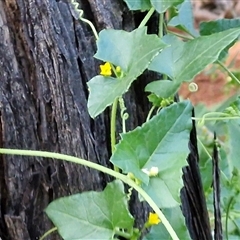 Cucumis argenteus at Petermann, NT - 15 Apr 2025 07:31 AM