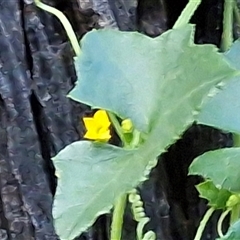 Cucumis argenteus at Petermann, NT - 15 Apr 2025 07:31 AM