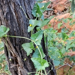 Cucumis argenteus at Petermann, NT - 15 Apr 2025 07:31 AM