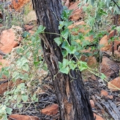 Cucumis argenteus at Petermann, NT - 15 Apr 2025 07:31 AM