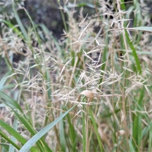 Melinis repens (Red Natal Grass) at Petermann, NT - 15 Apr 2025 by trevorpreston