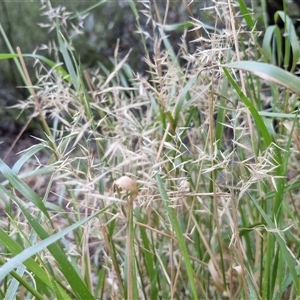 Melinis repens at Petermann, NT - 15 Apr 2025 07:18 AM