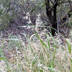Melinis repens at Petermann, NT - 15 Apr 2025 07:18 AM