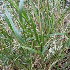 Melinis repens at Petermann, NT - 15 Apr 2025 07:18 AM