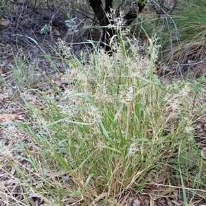 Melinis repens at Petermann, NT - 15 Apr 2025 07:18 AM