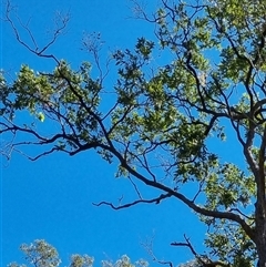 Unverified at suppressed - suppressed