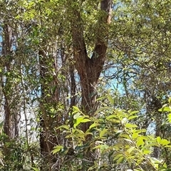 Unverified at suppressed - suppressed