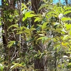 Unverified at suppressed - suppressed