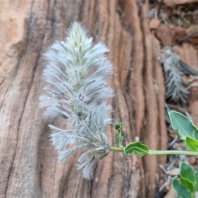 Unverified Other Wildflower or Herb at Petermann, NT - 15 Apr 2025 by trevorpreston