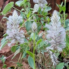 Ptilotus exaltatus at suppressed - suppressed