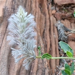 Ptilotus exaltatus at suppressed - suppressed