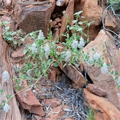 Ptilotus exaltatus at suppressed - 15 Apr 2025 07:15 AM