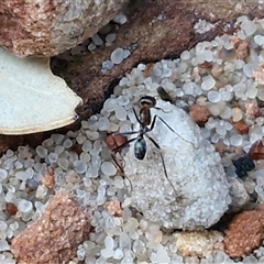 Iridomyrmex sp. (genus) at Petermann, NT - 15 Apr 2025 07:13 AM