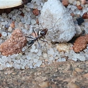 Iridomyrmex sp. (genus) at Petermann, NT - 15 Apr 2025 07:13 AM