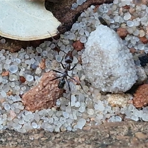Iridomyrmex sp. (genus) at Petermann, NT - 15 Apr 2025 07:13 AM