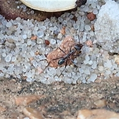 Iridomyrmex sp. (genus) at Petermann, NT - 15 Apr 2025 07:13 AM