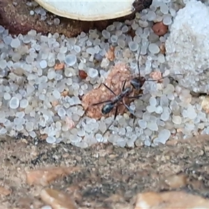 Iridomyrmex sp. (genus) at Petermann, NT - 15 Apr 2025 07:13 AM