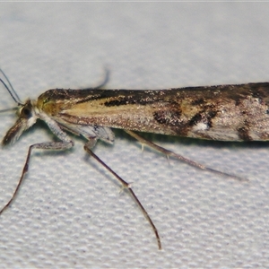 Hednota pedionoma at Bolivia, NSW - suppressed