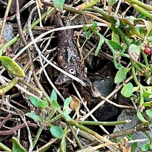 Einadia nutans subsp. nutans at Higgins, ACT - 15 Apr 2025 12:25 PM