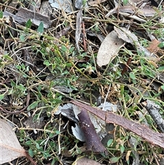 Einadia nutans subsp. nutans at Higgins, ACT - 15 Apr 2025 12:25 PM