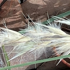 Rytidosperma sp. (Wallaby Grass) at Higgins, ACT - 15 Apr 2025 by Jennybach