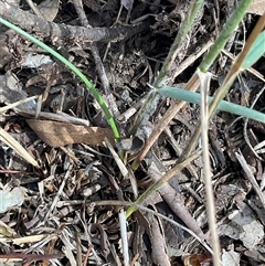 Rytidosperma sp. at Higgins, ACT - 15 Apr 2025 12:29 PM