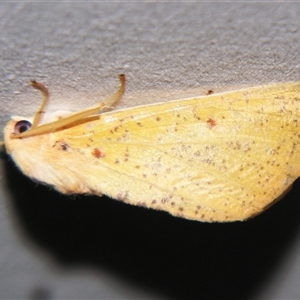 Unverified Geometer moth (Geometridae) by PJH123